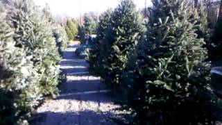 Christmas Trees For Sale In NJ [upl. by Domineca271]