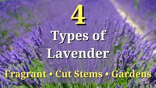 4 Types of Lavender Plants [upl. by Madea]