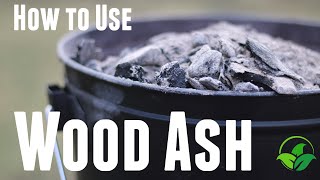 How to Use Wood Ash In The Garden  Wood Ash Fertilizer [upl. by Alyag]