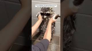 The Inspiring Rescue of a Man and a Motionless Raccoon on the Ground raccoon babyraccoon short [upl. by Seditsira457]