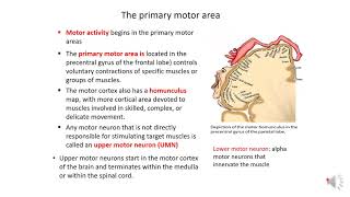 Control of voluntary movements [upl. by Nohpets]