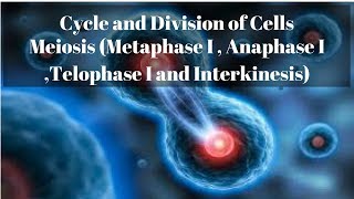 Meiosis Metaphase I  Anaphase I Telophase I and Interkinesis [upl. by O'Malley]