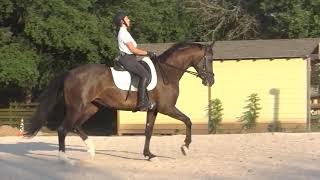 Second Level Dressage Trot Work on Elena  Dutch Warmblood Mare [upl. by Nivej125]