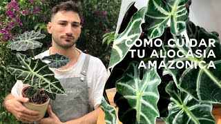 Alocasia Amazonica Polly Cuidados y consejos [upl. by Adore93]