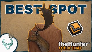 THE BEST SPOT IN HIRSCHFELDEN How to Find a DIAMOND Fallow Deer theHunter Call of the Wild [upl. by Ydiarf]