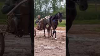 L’ENTRAÎNEMENT D’UN CHEVAL DE COURSE [upl. by Otreblon]