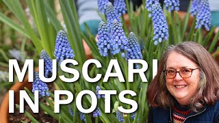 Muscari in Pots [upl. by Annairoc60]