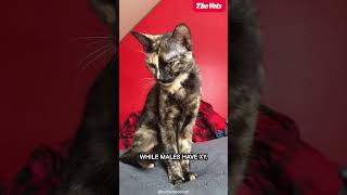 The Truth About Tortoiseshell Cats [upl. by Llert]