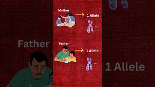 What Are Alleles Quick Guide 🧠 LearnWithMe biology [upl. by Eisus]