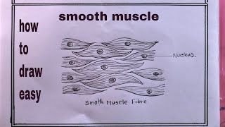 how to draw smooth muscle diagramstriated muscle diagram drawing [upl. by Litt]