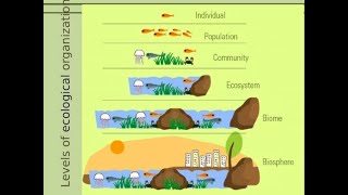 Individual Species Populations Communities Ecosystems and Biomes A Full Ecology lesson 7EC5A [upl. by Vassili956]