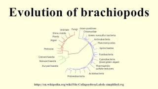 Evolution of brachiopods [upl. by Eetnwahs744]