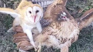 Hawk attack Barn Owl Wild animals cute and funny Owls Hawks and other Birds [upl. by Damien]