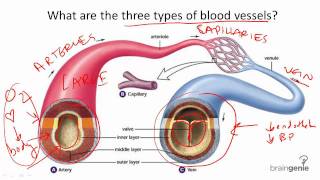 872 Blood Vessel Structure and Function [upl. by Soutor]