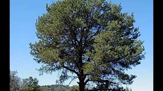 Pinyon Pine Pinus Edulis [upl. by Bernete]