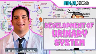 Embryology  Development of the Urinary System [upl. by Atilehs585]