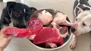 Pit Bulls eat RAW Yellow fin tuna akami and duck drumsticks ASMR 犬は生の肉を食べる [upl. by Nadirehs]