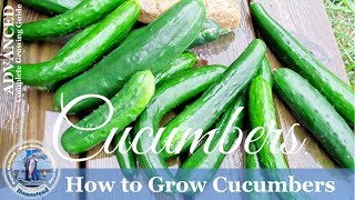 How To Grow Cucumbers Vertically on a Trellis [upl. by Carlile665]