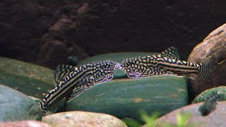 An Epic Battle Between Two Hillstream Loaches [upl. by Zea727]