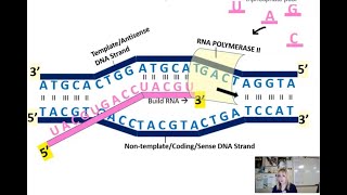 Gene Expression Unit Transcription [upl. by Ag850]