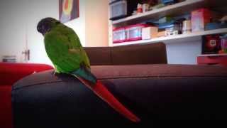 My Pyrrhura Conure doing tricks [upl. by Yroj]