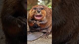 Why do beavers build dams [upl. by Geer815]