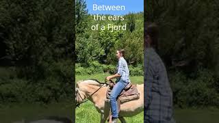 Between the ears of a Fjord shorts horses riding fjords short shortvideo farming horse [upl. by Wane]