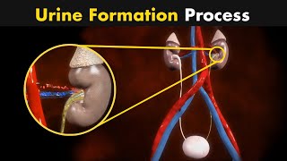 Process of Urine Formation  Nephron Function 3D Animation [upl. by Nottarts]