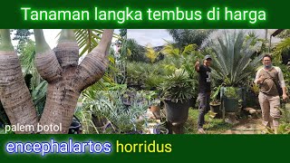 Harga encephalartos dan pohon palem langka di lapak petani 19 [upl. by Siul]