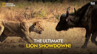 The Ultimate Lion Showdown  Lion Battle Zone  Full Episode  National Geographic [upl. by Wolf546]