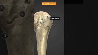 Part Of Humerus Bone shortsvideo anatomy humanbody [upl. by Aylward]