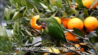 Tiriva Pyrrhura frontalis Maroonbellied Parakeet  MVI 8 [upl. by Tyrone83]