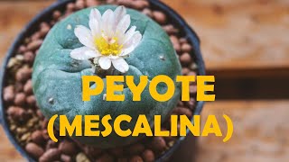 Entendiendo las drogas Peyote mescalina [upl. by Salmon574]