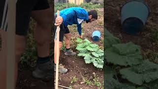 ¿QUIRES CALABAZAS GRANDES Y HERMOSASHas este truquito y te aseguro que notarás el cambioMÁS [upl. by Eneleoj]