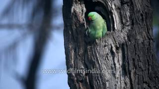 Roseringed Parakeet at tree hole nest in Bharatpur [upl. by Lletnuahs]