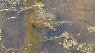 Triturus cristatus great crested newt feeding on Rana dalmatina agile frog eggs in Romania [upl. by Eri]