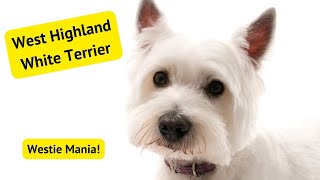 Westie Mania Unveiling the Fluffy White Wonder of Scotland [upl. by Ttimme796]