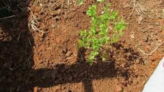 The Basics to Planting Blueberries Acidify the Soil with Peat Moss  The Rusted Garden 2013 [upl. by Pros]