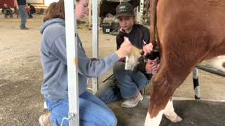 30 in 30 16 Fitting a Calf at a Kirk Stierwalt Clinic [upl. by Eseela]