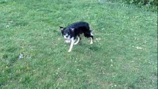 The intense focus of a border collie [upl. by Agnese]