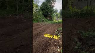 READY FOR MULCHING farming mulching farmer ytshorts fypyoutube farmingtips tips farmerslife [upl. by Gravante]