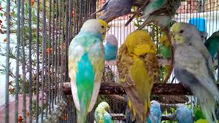 A Kaleidoscope of Colors The Fascinating Mutations of Budgerigars [upl. by Jumbala]