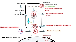 Synthesis Storage and Release of Acetylcholine [upl. by Reeba837]