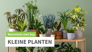 Kleine groene Kamerplanten [upl. by Ellehsyt]