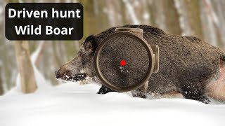 Wild Boar Hunting Unforgettable Driven Hunt Moments [upl. by Kielty]