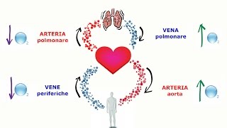 Cuore Arterie Vene il circolo sanguigno [upl. by Kamilah248]