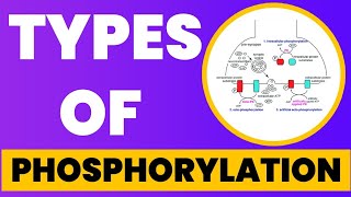 Types of Phosphorylation  Hindi  Urdu [upl. by Ennylcaj]