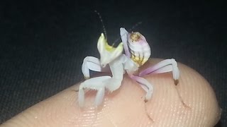 Hymenopus Coronatus Orchid Mantises Arrived [upl. by Depoliti]