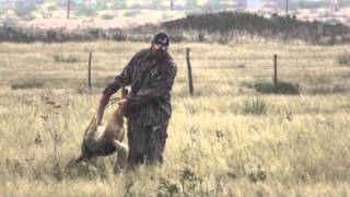 Coyote Hunting with the Extreme Rabbit Distress Call [upl. by Aicined]