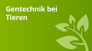 Die Anwendung der Gentechnik bei Tieren  Biologie  Genetik [upl. by Ysset]